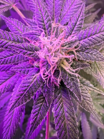 ? strain — flower, day 1
