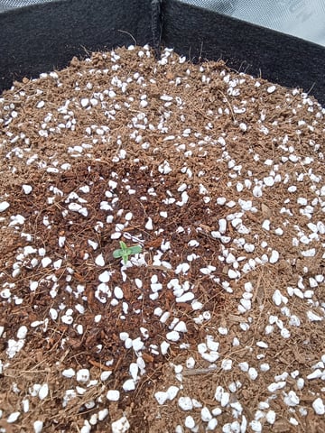 Lemon Cherry Cookies Auto  — seedling_rooting, day 5