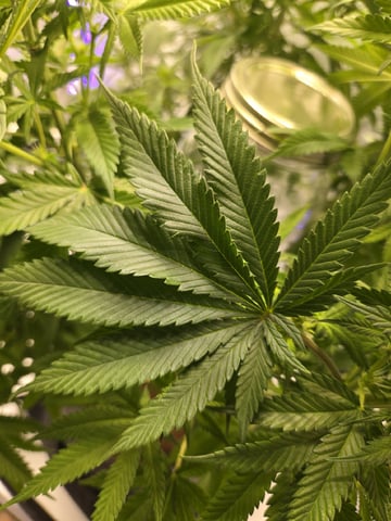 First Indoor Grow — flower, day 1