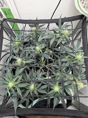 Indoor & Outdoor Grow 6 — flower, day 54
