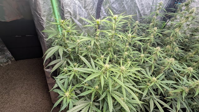 Strawberry Cheesecake Seedsman Seeds Autoflowers x2 — flower, day 60