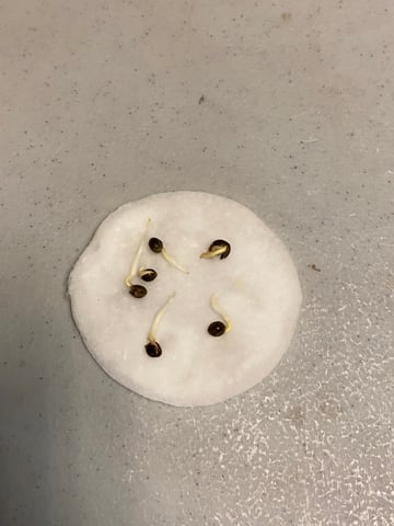 The White X Run Away Bride #3 — germination, day 3