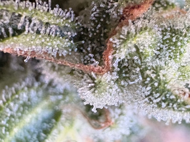 Muliflex — flower, day 91