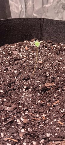 Gelato Auto  — seedling_rooting, day 5