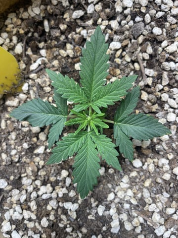 3x3 Grow — flower, day 27