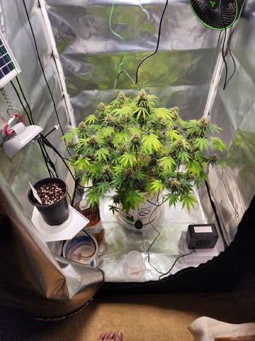 Original Northern Lights — seedling_rooting, day 2