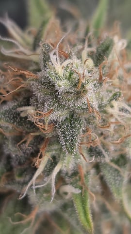 lilac diesel Rbx2 — flower, day 107