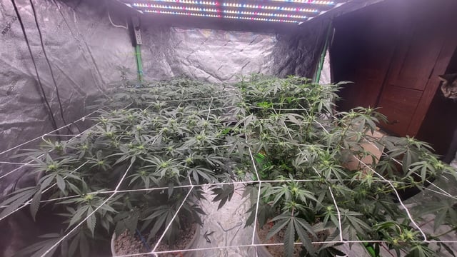 1st grow indoors(cardboard box to 2x2x4 to 5x5x6) — flower, day 98