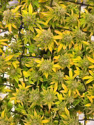 first grow — flower, day 117