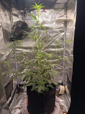 black gorilla feminized  — flower, day 18