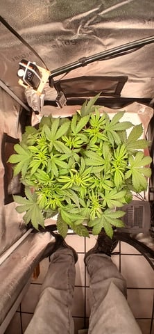 newest ggs setup grow — flower, day 33