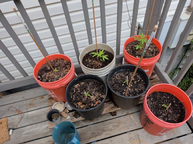 2026 — seedling_rooting, day 30