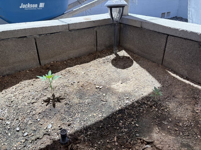 Fast Buds Auto  — vegetative, day 21