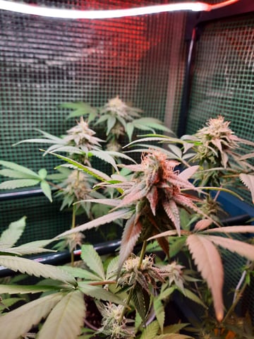 missing pieces — flower, day 102