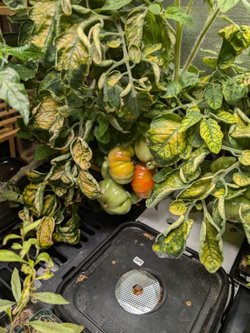 See what grows — vegetative, day 127