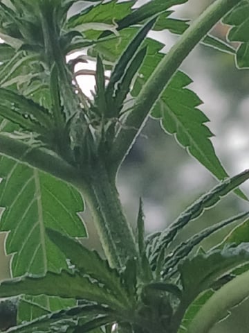 Gas#1? — vegetative, day 34