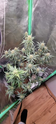 Royal Kush Auto RQS — flower, day 45