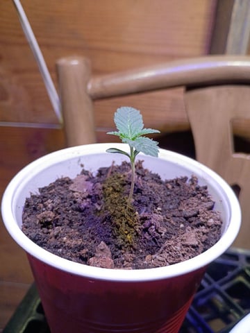 First Grow — seedling_rooting, day 2