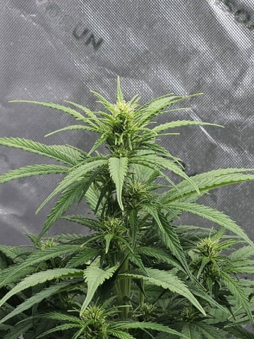 Gorilla Z auto — flower, day 62