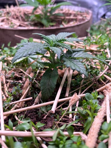 1.75 — vegetative, day 27