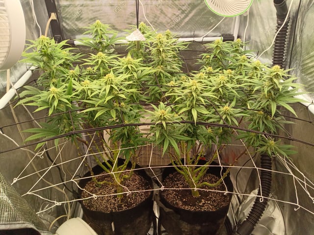 Starfighter/Ohio Guptilla Hybrid — flower, day 9