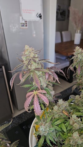 first grow adventure  — flower, day 95