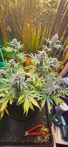 round 2 — flower, day 152