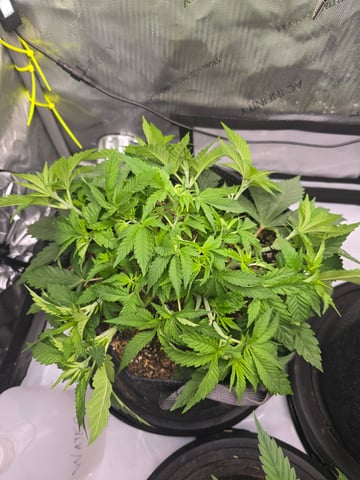 Purple Haze  — vegetative, day 25