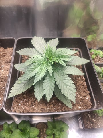 go fast — vegetative, day 14