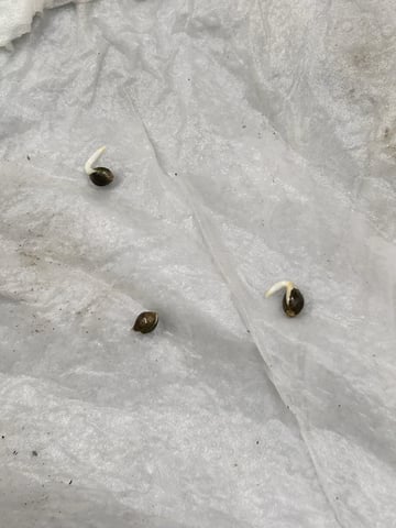 Season 2 — germination, day 2