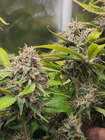420 Fastbuds — flower, day 2