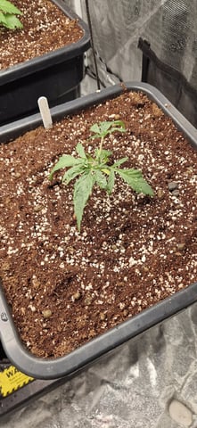 New Strains — vegetative, day 27