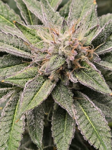 Barney's Farm - Cherry Popper — flower, day 105