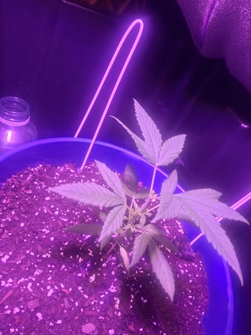 5 Random Seeds in a pot I found in my grinder. — vegetative, day 14