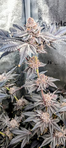 EG/SM/SG/CW — harvest, day 142