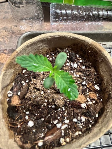 First ever grow — seedling_rooting, day 14