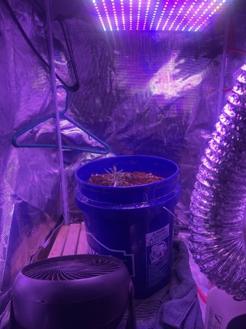 SOUR APPLE (2nd attempt)