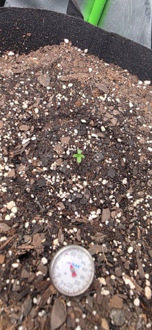 Mixed up Atlas Reserve — seedling_rooting, day 4