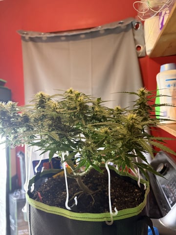 Midsummer Outdoor — flower, day 74