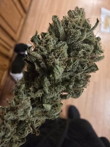 3rd Auto Grow — flower, day 108