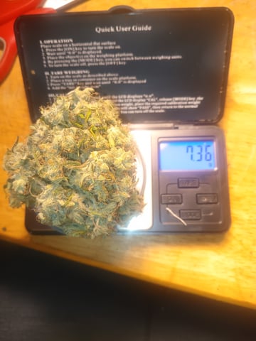 aurora auto — done, day 117