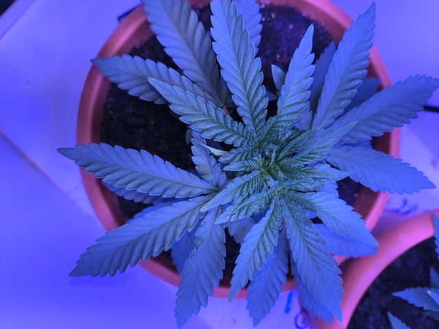unknown strain 1st grow — vegetative, day 14