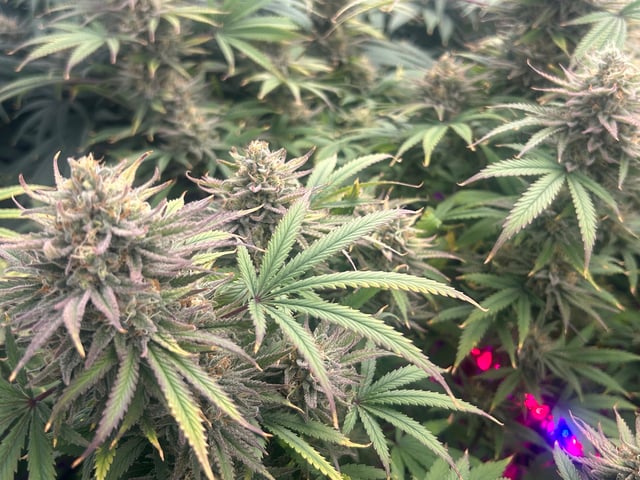 zunami s1 grounded genetics  — flower, day 81