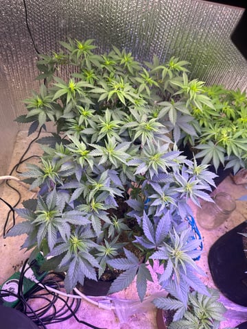 Gelly Mama and Sugar Tree — vegetative, day 82