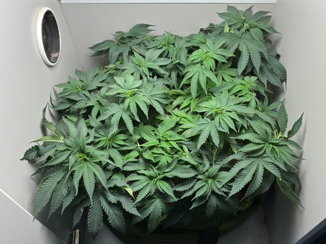 Armário — vegetative, day 1