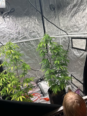 two clones and sour diesel  — flower, day 13