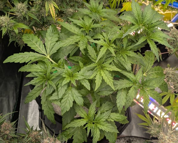 Perpetual Autoflower Mixed Grow #3 — flower, day 79