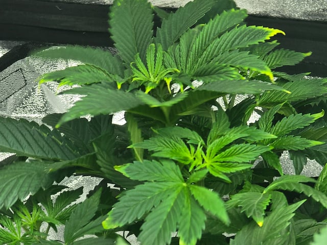 2nd Autoflower Indoor Grow — vegetative, day 36