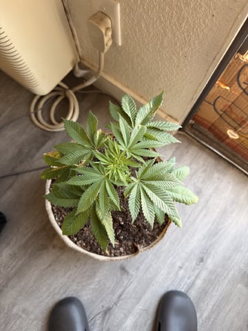 Sour Glue — flower, day 12