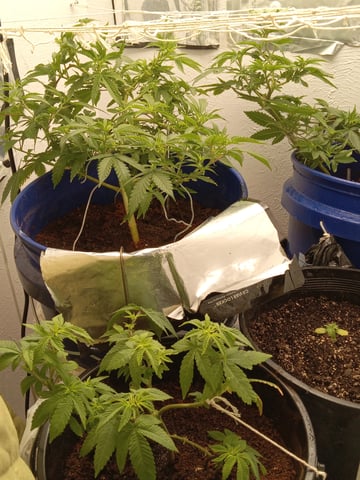 closet grow for veg with a.c infinity air intake fan .With no carbon filter just suction,and spider farmer sf 7000.Then a spider farmer sf tent 4×4×6.5with a G1500 l.e.d from spiderfarmer and spider farmer 6inch clip oscalating fan. — flower, day 27